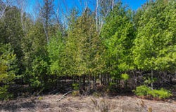 Lake Park Drive, Onekama, MI 49675