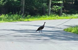 Lot 23.23 Perry Pond Road, Tusten, NY 12764