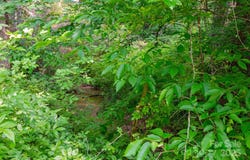 Woodfin Road, Sylva, NC 28779