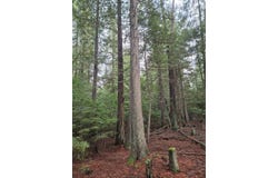 Elk Heights Lane lot: A-4, Heron, MT 59844