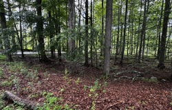 101 Elm Lane, Greentown, PA 18426