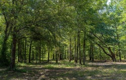 00 Stein Road, Blakely, GA 39823