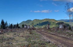 318-A Upper Naselle Road, Naselle, WA 98638