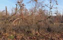 Fox Cir Drive, Mountain View, MO 65548