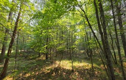 Lot 50 WHITETAILED DEER DR, Tomahawk, WI 54487