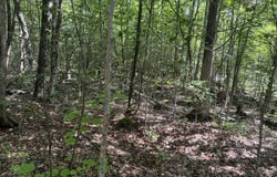 Curtis Farm Road lot: 7, Lincoln, ME 04457