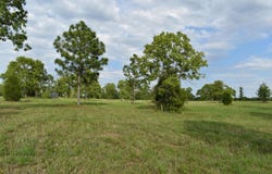 16.12 Acre Bethcar Church Road, Wagener, SC 29164