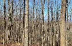 COUNTY ROAD 852 lot: 1, HEFLIN, AL 36264