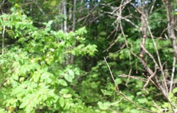 623 River Road, Oakfield, ME 04763