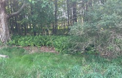 Rt-206, Masonville, NY 13804
