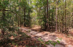 5337 Carousel Ln, Crestview, FL 32539