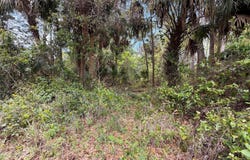COUNTY ROAD 445A, ASTOR, FL 32102