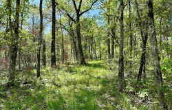 000 N Boswell Road, Calico Rock, AR 72519