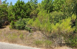 Tbd Tall Forest DR, Bastrop, TX 78602