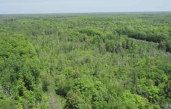 40 Acres Maple Grove, Skandia, MI 49885