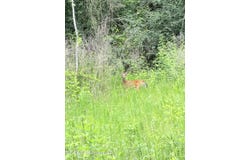 Summit Drive, Summit, MS 39666