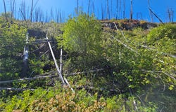 80 Upper Packer Gulch Road, Drummond, MT 59832