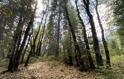 1-A-17 Mt Shasta Dr, McCloud, CA 96057