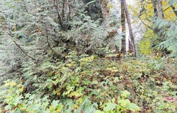 1 West Alder Drive, Sedro Woolley, WA 98284