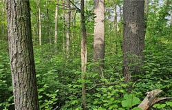 Lots 13-20,23-28 Woodland Avenue, Hayward, WI 54843