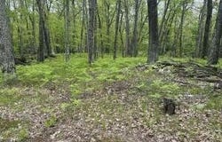 9846 W Ox Path Street, Baldwin, MI 49304