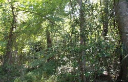 EDGEMOOR Trail, Palatka, FL 32177