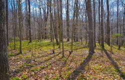 0 TBD Duffey Lane, Stuart, VA 24171