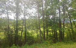BEAR HILL ROAD, OLDTOWN, MD 21555