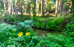NHN Ashley Lake Road, Kila, MT 59920