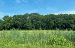 Lot 5 CAMPBELLTOWN ROAD, BISHOPVILLE, MD 21813