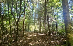 26665 SEBASTIAN LN, Gold Beach, OR 97444