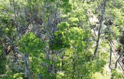 HANKLEY LAKE Trail, Hawthorne, FL 32640