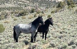 P14, Minden, NV 89423