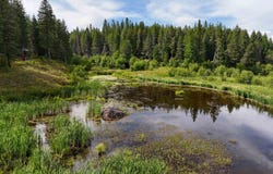 52xx Wagner Rd, Springdale, WA 99173