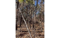 TBD Swansea Road Tract b, Swansea, SC 29160