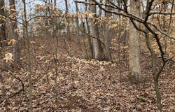 Saddletree Rd, CAMDEN, TN 38320