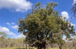 100 CR 186, Mullin, TX 76864