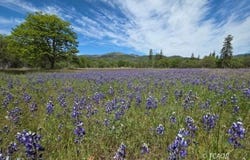 13660 State HWY 3, Hayfork, CA 96041