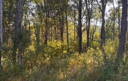 161 Goolsby Road, Eldorado, IL 62930