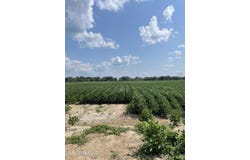 Straight Bayou Road, Anguilla, MS 38721