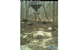 210 Acres County Road 604, Hollytree, AL 35751