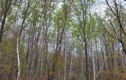On Pufal Road, Mellen, WI 54546