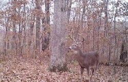 000 FS 1548, Pettigrew, AR 72752