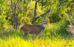 3021 FM 1689, Comanche, TX 76442