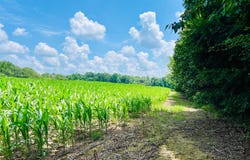81 Shearer Cemetery Ln, Columbia, KY 42728