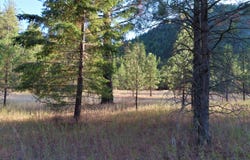 TORODA CREEK Rd, CURLEW, WA 99118