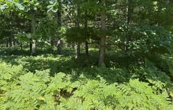 Arquilla Creek Road, Harrietta, MI 49638