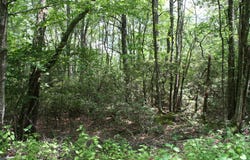 TBD Summit Dr. N SUMMIT DR, MONTEREY, VA 24465