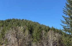000 Logsden RD, Blodgett, OR 97326