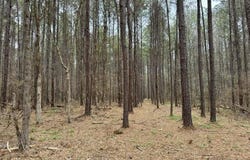 1 Robinson Road, Canton, MS 39046